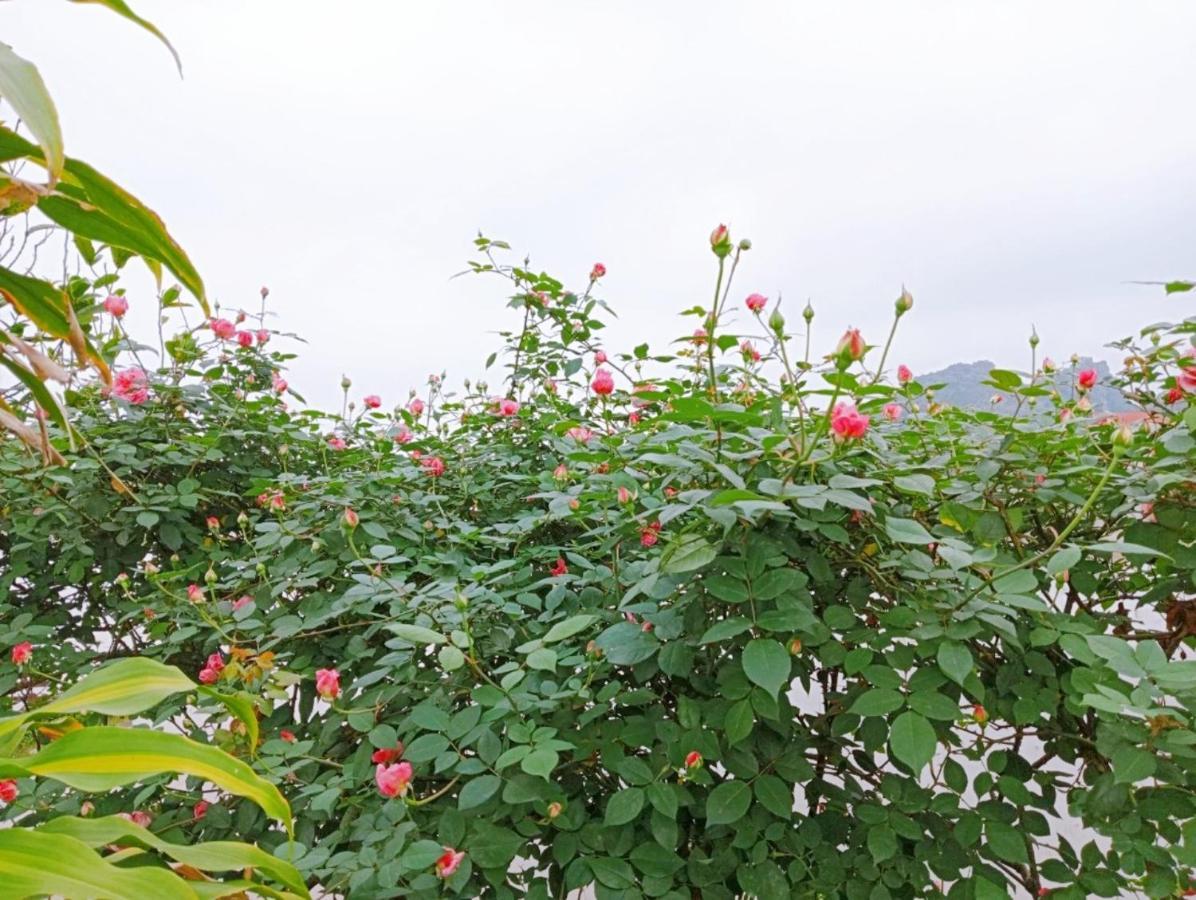 Ninh Binh Green Farmstay La Phu  Buitenkant foto